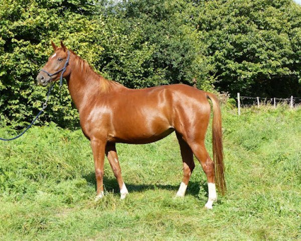 Springpferd Dilsia de Lojou (Selle Français, 2013, von Gold de Becourt)