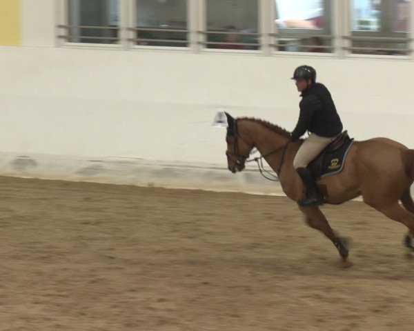 Reitturnier Stadl-Paura 2024