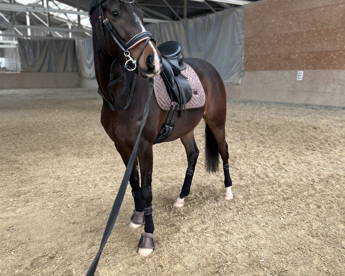 horse AA Anjuli bint Armigerent (Anglo-Arabs, 2018, from Armigerent xx)