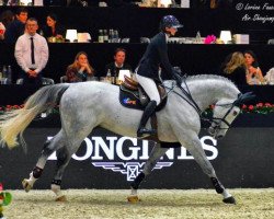 Deckhengst Excalibur de la Tour Vidal (Belgium Sporthorse, 2010, von Ugano Sitte)