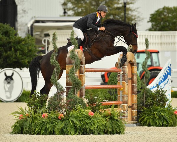 jumper Conthargran (Oldenburg show jumper, 2011, from Conthargos)