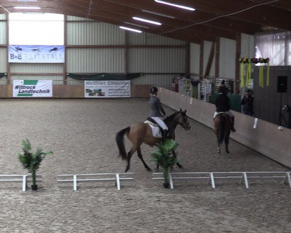 Reitturnier Hesel 2024