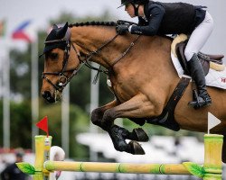 jumper Heartbeat W (KWPN (Royal Dutch Sporthorse), 2012, from Baloubet du Rouet)