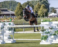 jumper Tonic A Z (Zangersheide riding horse, 2014, from Tsar Hero)