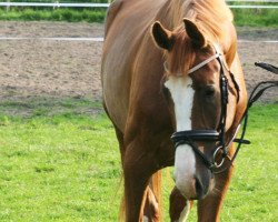 dressage horse Andiamo Paradiso (Holsteiner, 2009, from Aljano)