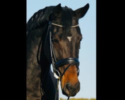 dressage horse Antonia 191 (Westfale, 2014, from All At Once)