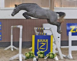 jumper Condor de Kreisker Z (Zangersheide riding horse, 2015, from Cornet Obolensky)