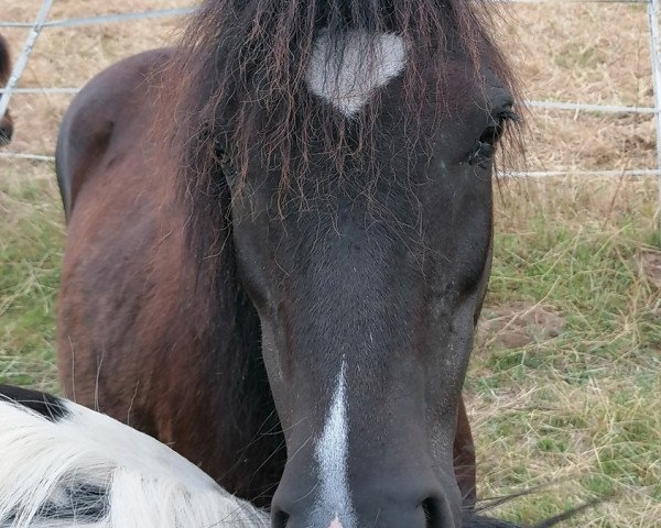 horse Matilda (Dt.Part-bred Shetland pony, 2007)