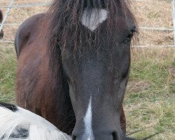 Pferd Matilda (Dt.Part-bred Shetland Pony, 2007)