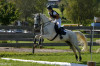 horse Stormy (Slovakian Warmblood, 2012, from Harlon)