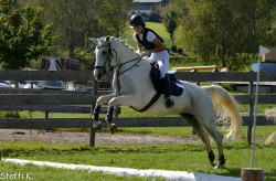 jumper Stormy (Slowakisches Warmblut, 2012, from Harlon)