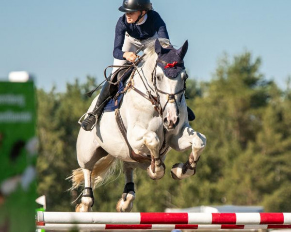 jumper Colly 13 (German Sport Horse, 2015, from Colorit)