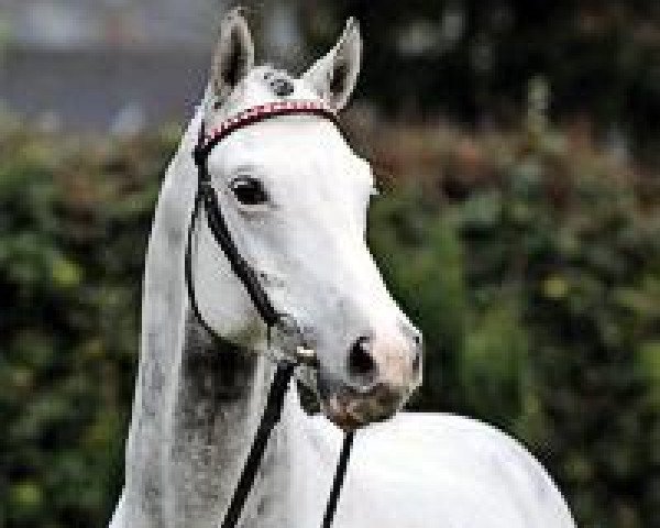 stallion Chalet (Hanoverian, 1999, from Calido I)