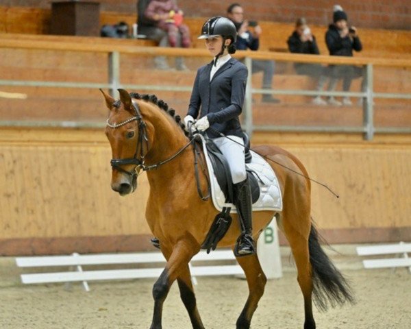 dressage horse Romeo 903 (Andalusier, 2012)