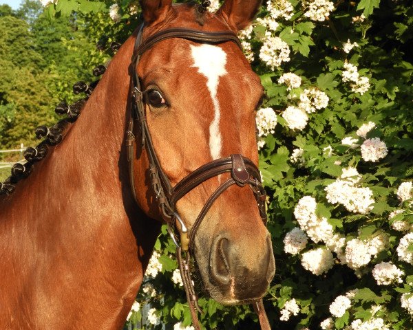 Springpferd Lowietje (KWPN (Niederländisches Warmblut), 2016)