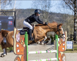 Springpferd Melvina van het Paardenhof (Belgisches Warmblut, 2012, von Hunter's Scendix)