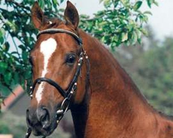horse Grand Cru (Hanoverian, 1990, from Grand Garcon)