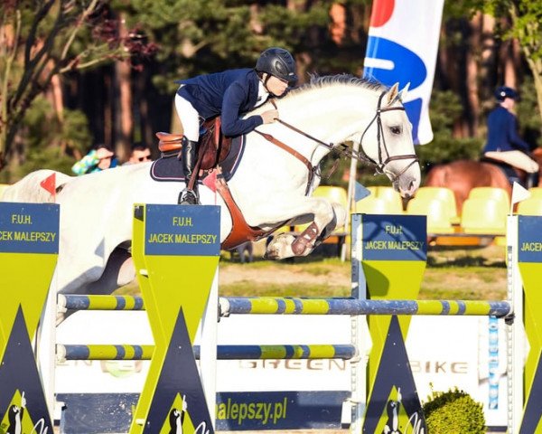 jumper Cappucino Hippica (Oldenburg show jumper, 2010, from Cancara)