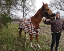 broodmare Lady Legira (Hanoverian, 1991, from Legat)