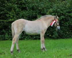 horse Vuchur (Fjord Horse, 2023, from Vacceur)