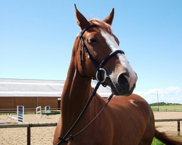 broodmare Frieda Gold (Rhinelander, 2008, from Flatley 2)