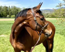 broodmare Cayanda (Holsteiner, 2008, from Cayado 3)