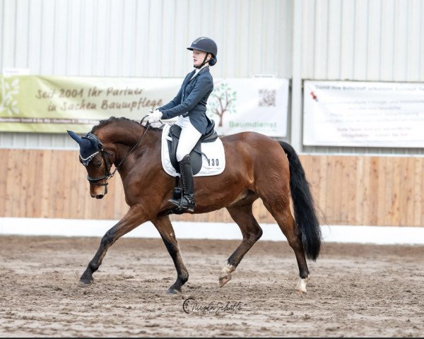 dressage horse Herbie the Heartbreaker (German Riding Pony, 2017, from Halifax)