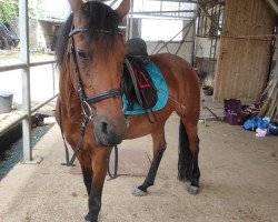 dressage horse Nayeli 24 (Deutsches Reitpony, 2012, from Nemax)