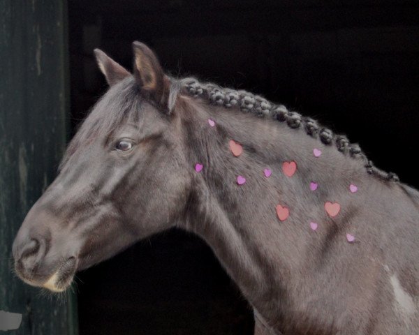 dressage horse Shadow 757 (Dutch Pony, 2014)