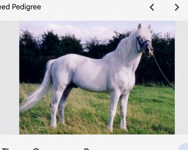 stallion Coosheen Thyme (Connemara Pony, 1982, from Coosheen Finn)