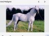 stallion Coosheen Thyme (Connemara Pony, 1982, from Coosheen Finn)