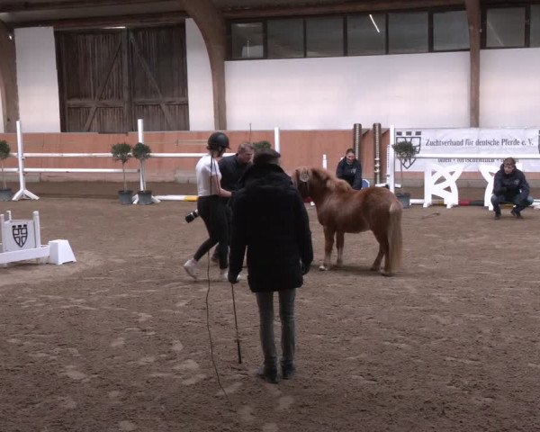 Winterkörung des ZfdP - Körung 2023/2024