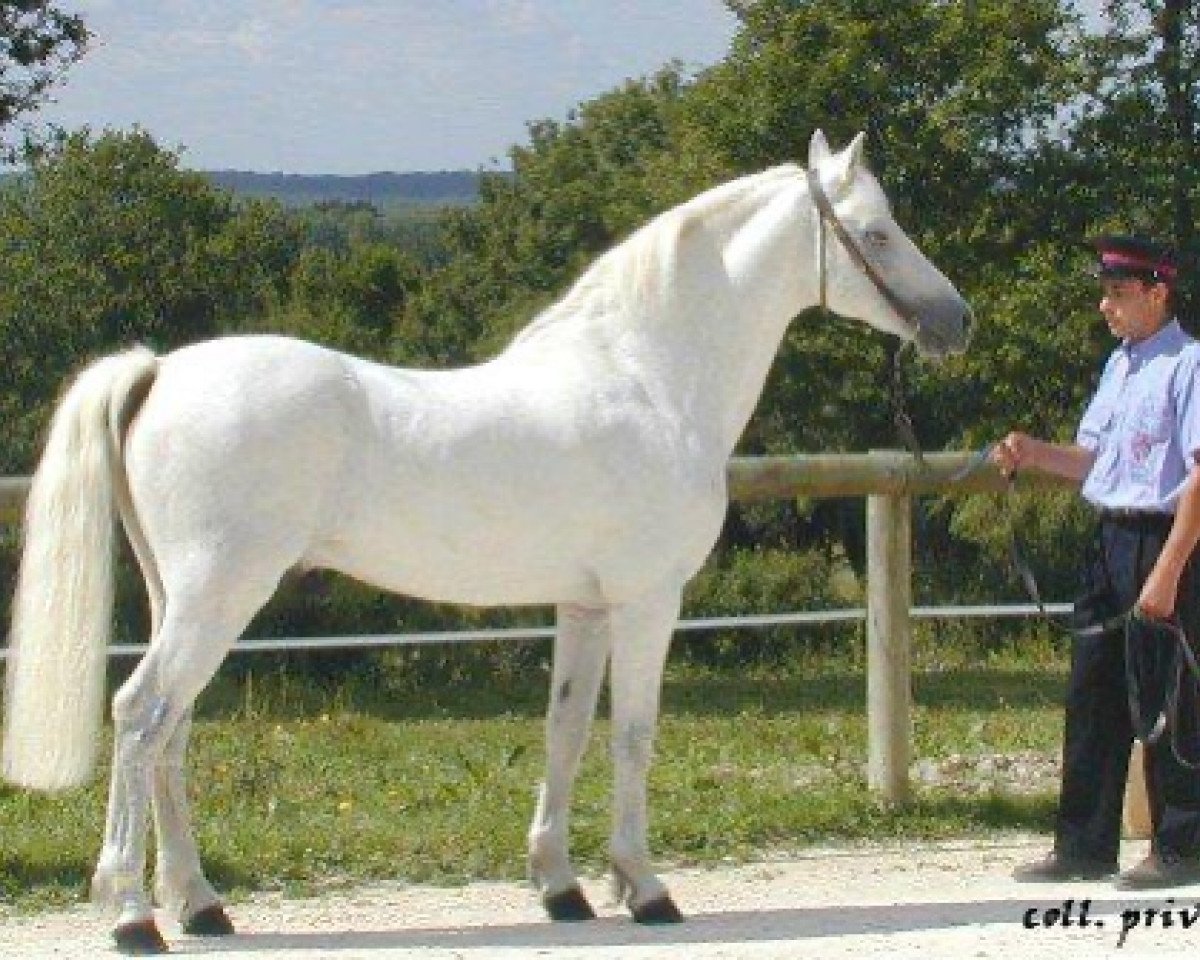 Deckhengst Thunder du Blin (Connemara-Pony, 1985, von King-Cup R.C)