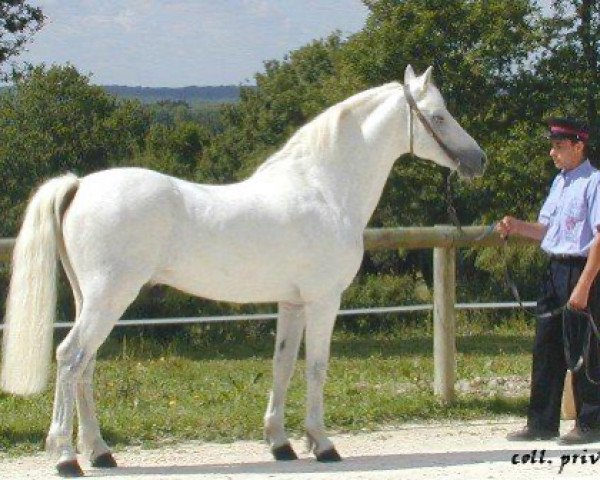 stallion Thunder du Blin (Connemara Pony, 1985, from King-Cup R.C)