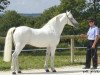 stallion Thunder du Blin (Connemara Pony, 1985, from King-Cup R.C)