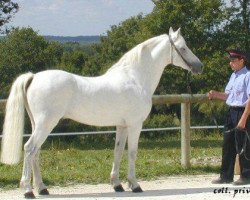 stallion Thunder du Blin (Connemara Pony, 1985, from King-Cup R.C)