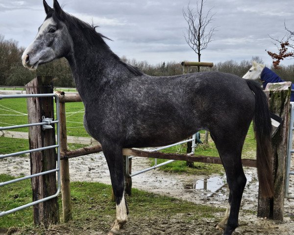 jumper Diabella (Hanoverian, 2021, from Diacontinus)