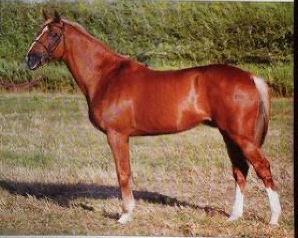 stallion L'Amour Z (Selle Français, 1990, from Laudanum xx)