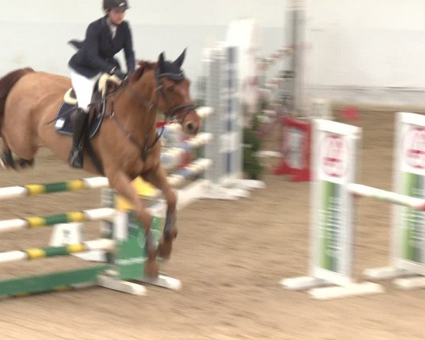 Reitturnier Stadl-Paura 2024