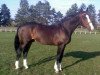 stallion Csamsung (Selle Français, 1990, from Rivage Du Poncel)