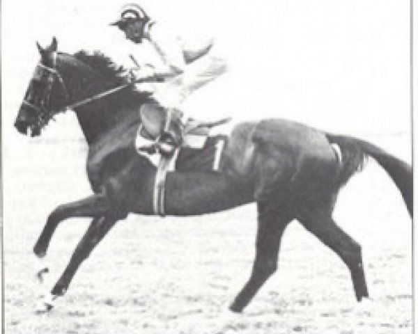 stallion Callio xx (Thoroughbred, 1976, from Lionel xx)