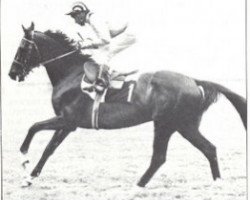 stallion Callio xx (Thoroughbred, 1976, from Lionel xx)