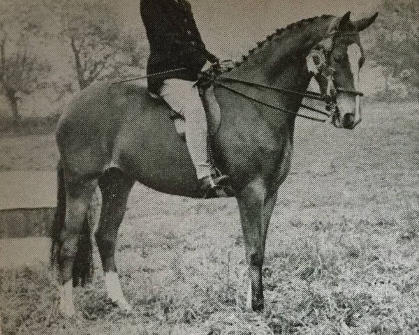 broodmare Cusop Spangle (Welsh Partbred, 1960, from Bwlch Valentino)