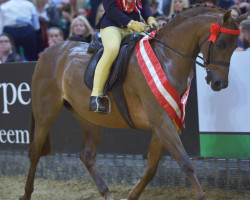 horse Woodview Shangri-La (British Riding Pony, 2007, from Woodview Filidori)