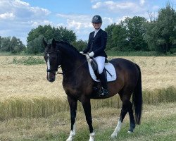 dressage horse Henry 454 (Hanoverian, 2010, from High Crusador)