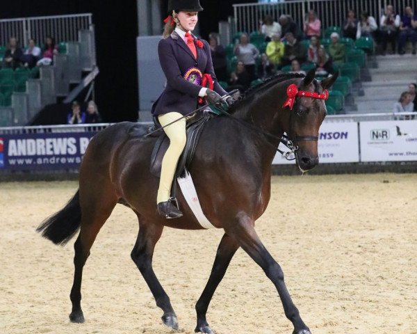 horse Absolutely Classic (British Riding Pony, 2014, from Whiteleaze Dominion)