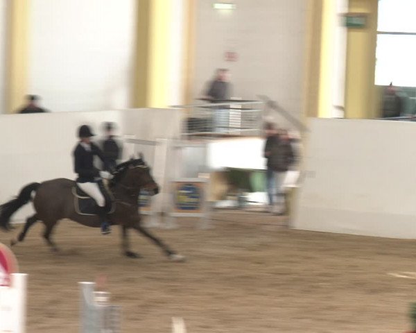 Reitturnier Stadl-Paura 2024
