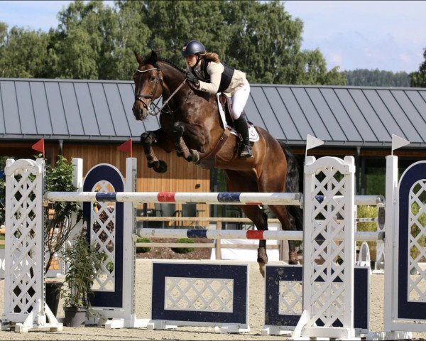 horse Deportivo (KWPN (Royal Dutch Sporthorse), 2008, from Indoctro)