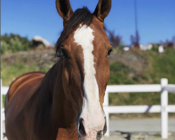 jumper Posilipo (Italian Warmblood, 2004)