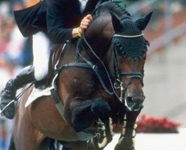 horse Emilion (Royal Warmblood Studbook of the Netherlands (KWPN), 1986, from Wellington)